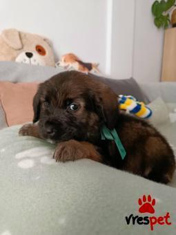 Ράτσα: Άγνωστο - Ημίαιμο | Ηλικία: 2 μηνών | Φύλο: Αρσενικό | Αρ. Microchip: - | Περιοχή: Νέα Σμύρνη, Αττική